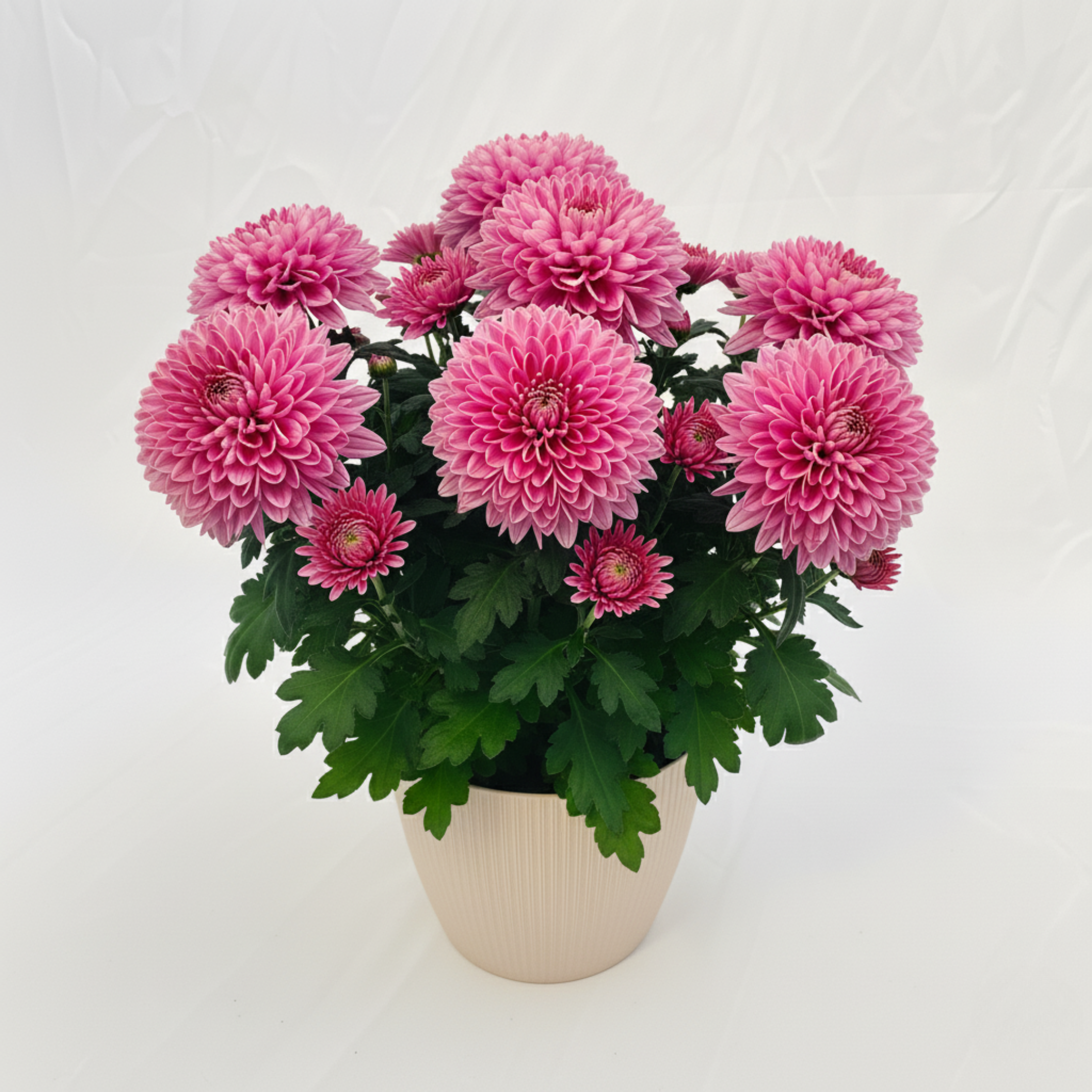 Chrysanthèmes grosses têtes