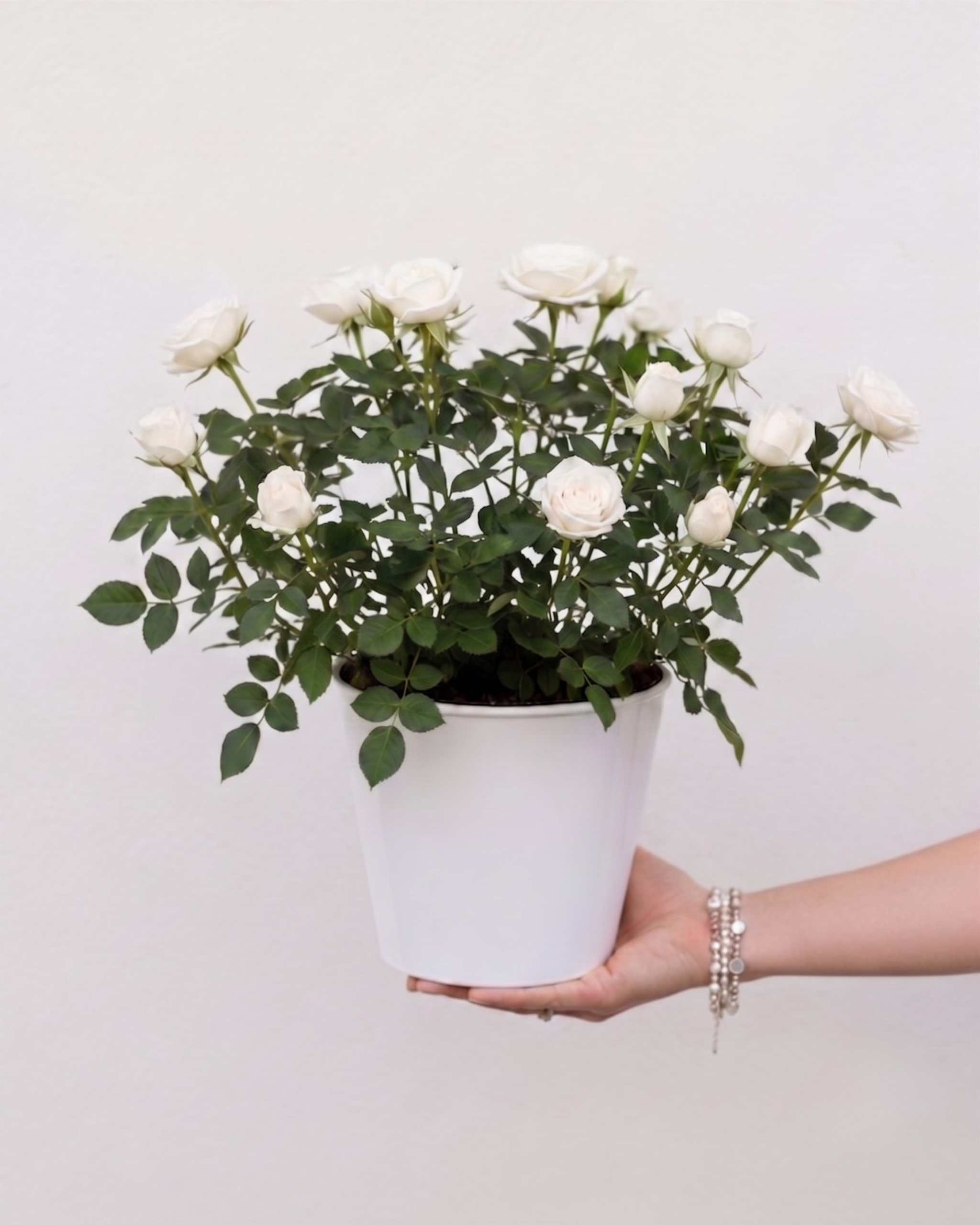 Rosier – Image 3