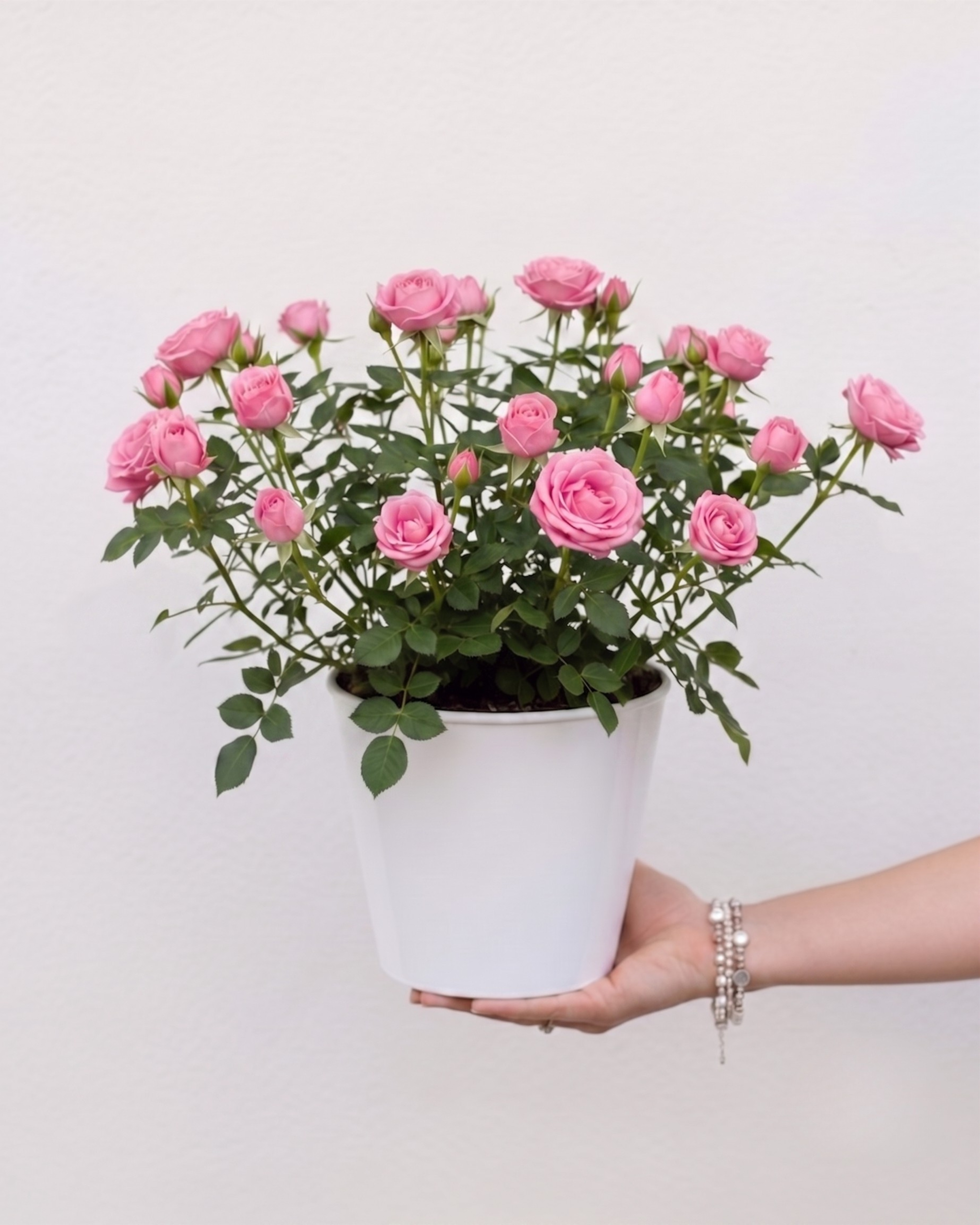 Rosier – Image 2