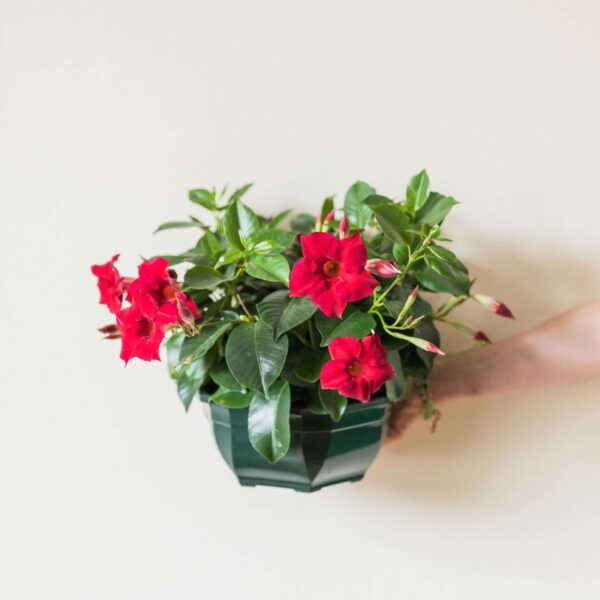 DIPLADENIA COUPE