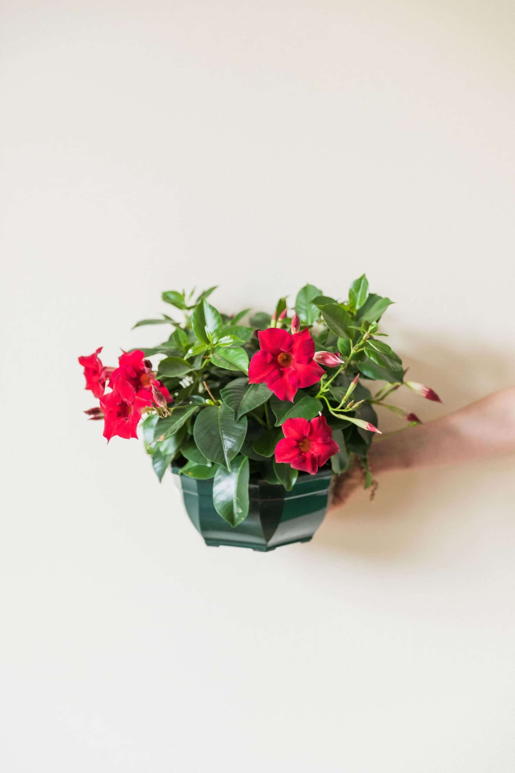 DIPLADENIA COUPE