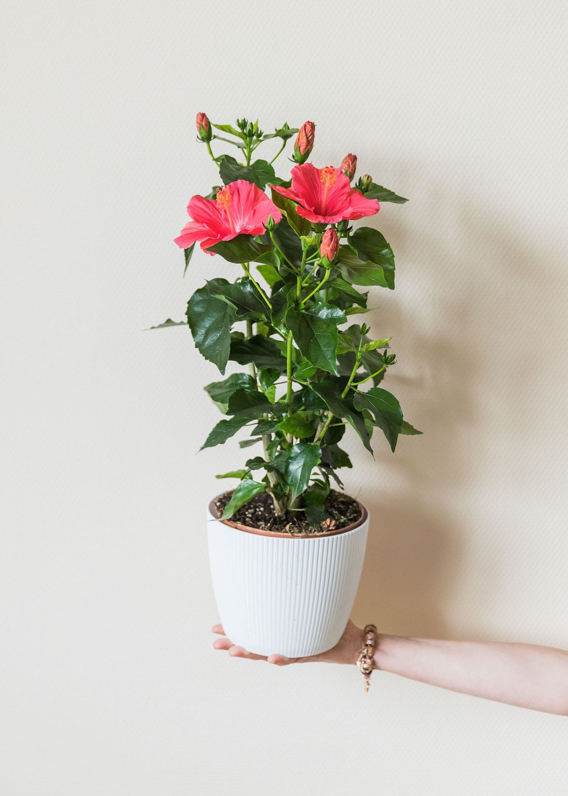 HIBISCUS