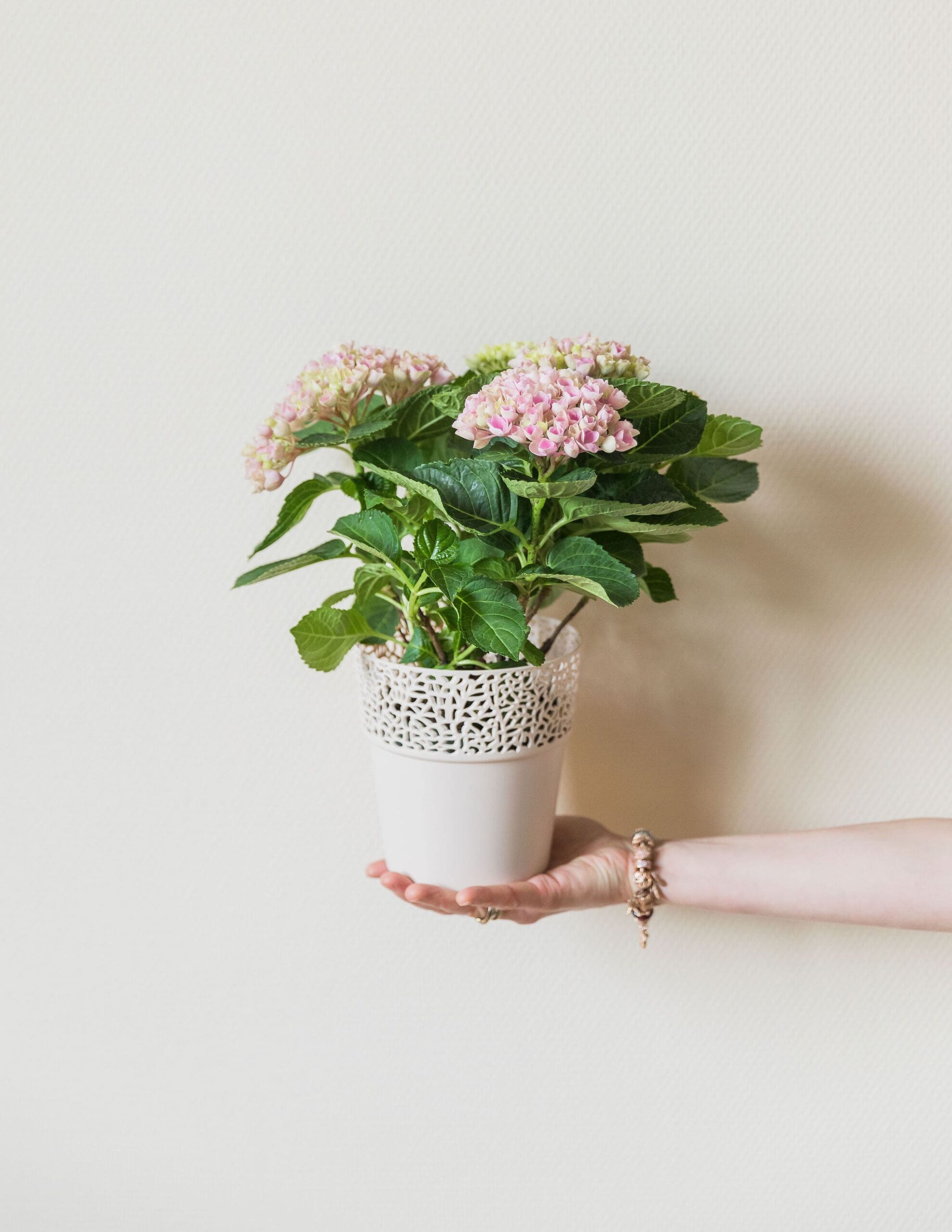 Hortensia