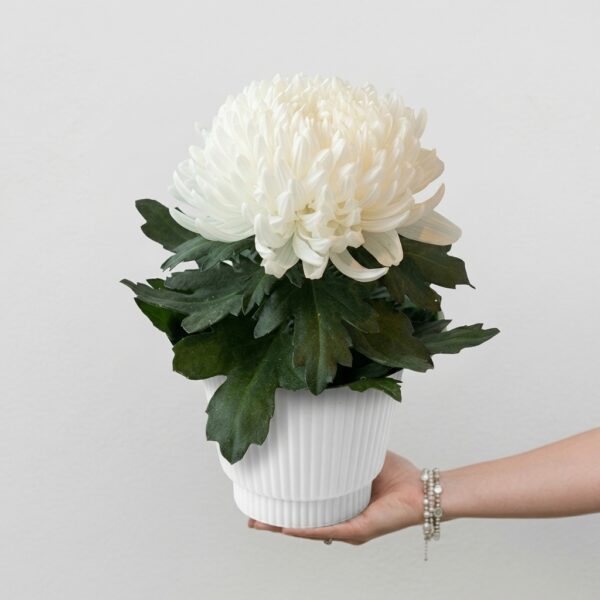 Chrysanthème