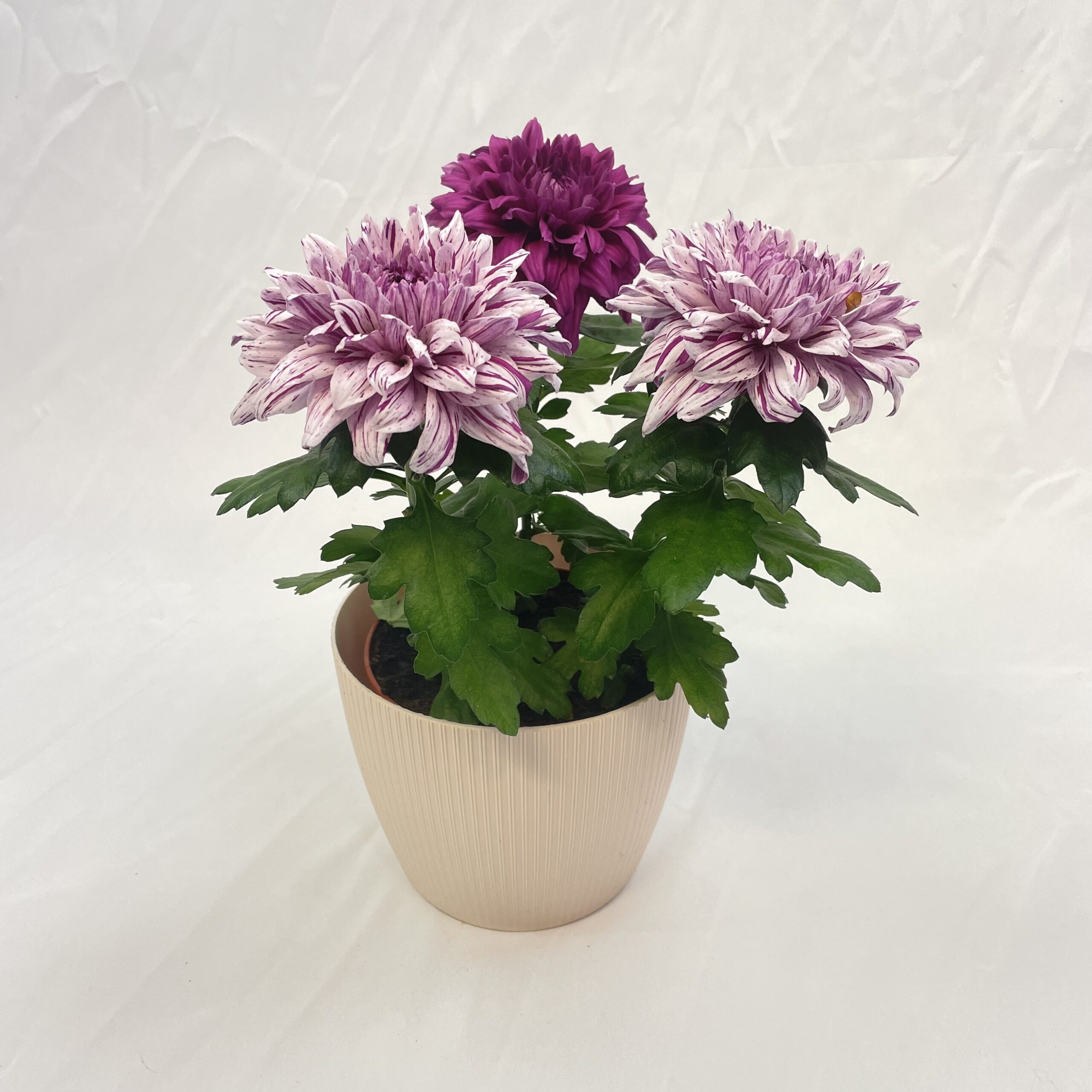 Chrysanthème