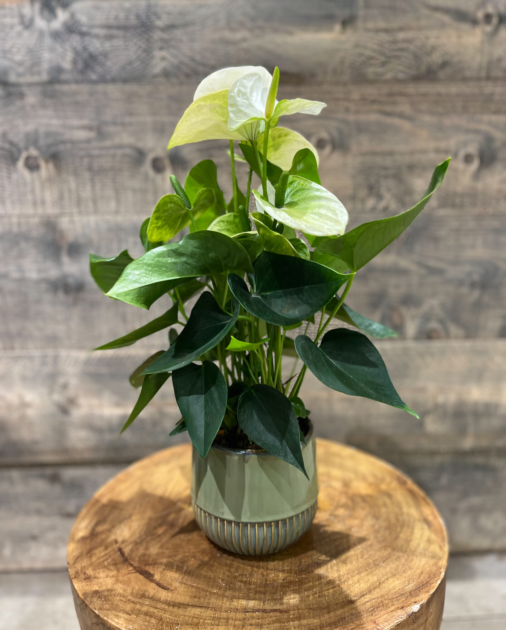Anthurium