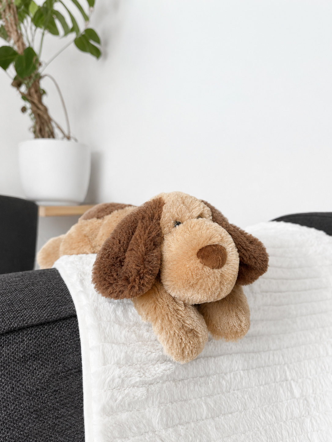 Peluche - Max, le chiot