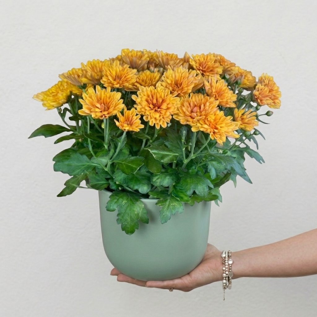 Chrysanthème en coupe