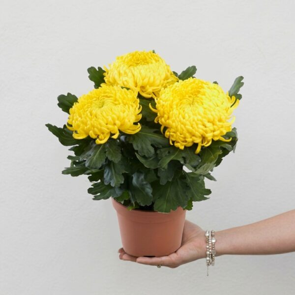 Chrysanthèmes dirigé