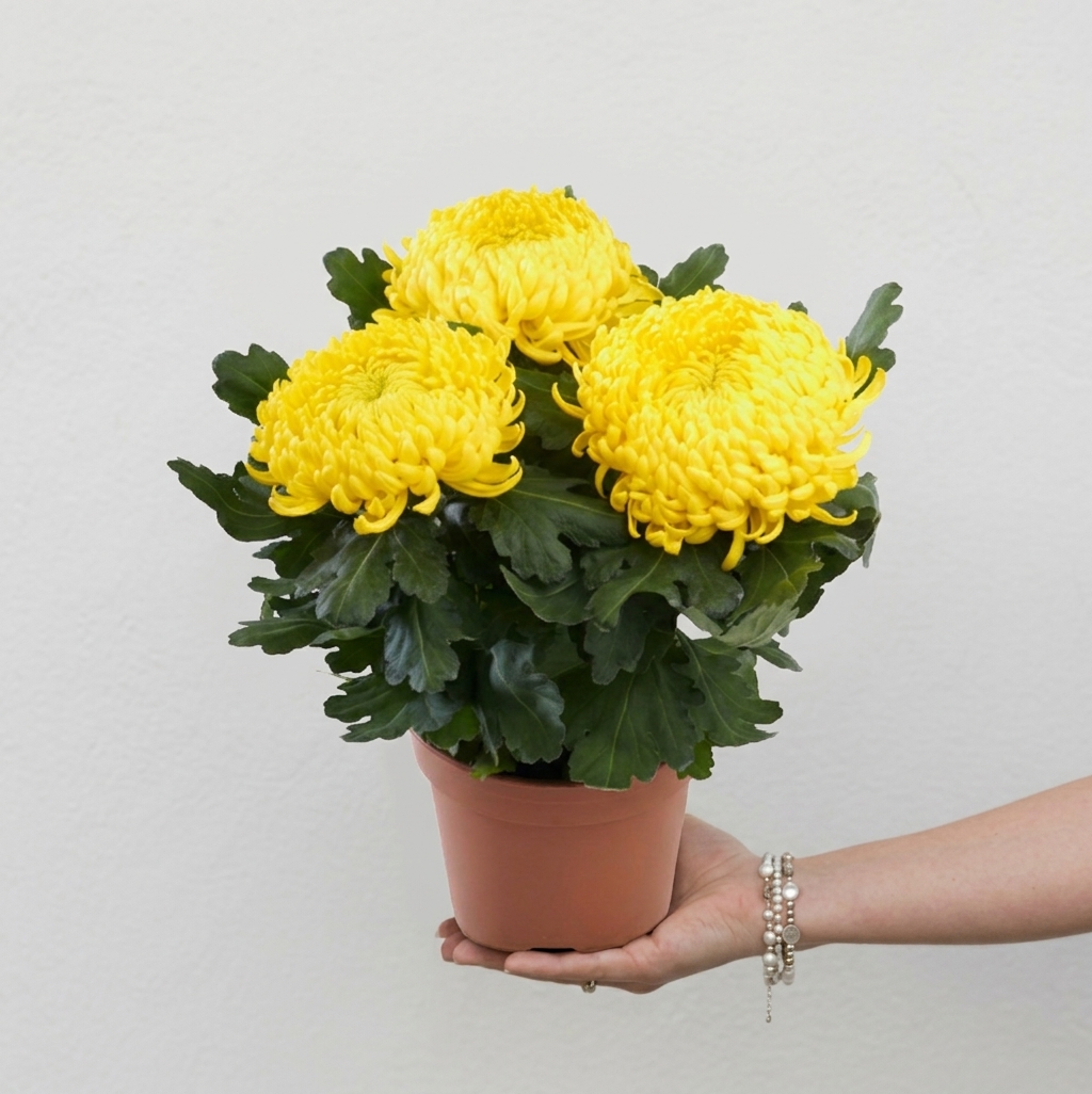 Chrysanthèmes dirigé
